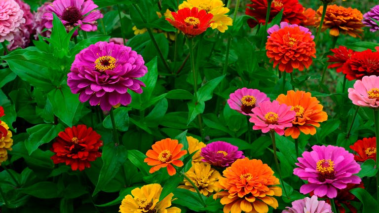 Viele Blumen können Sie selbst aussäen: z.B. prächtig bunte Zinnien, hier in Pink und Orange