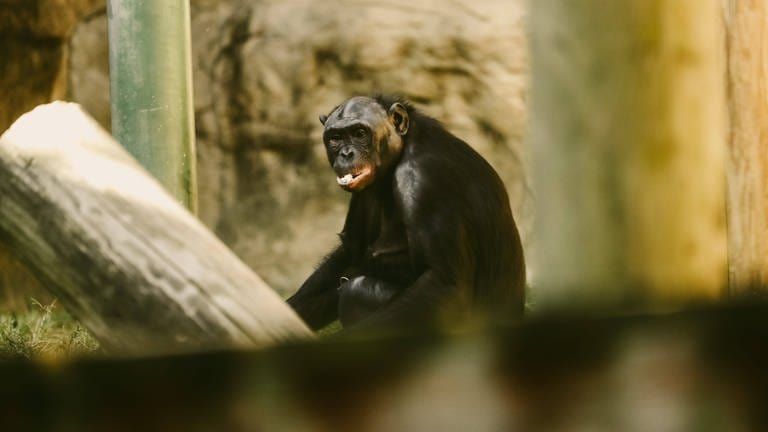 Ein Bonobo isst einen Snack (Foto: IMAGO, IMAGO / USA TODAY Network)