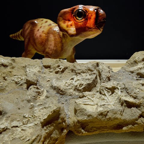 Versteinerte Skelette von Saurierembryonen mit Nest (Obere Kreide, 76 Mio. Jahre, Fundorte Nordamerika und Asien) werden 2016 in einer neuen Ausstellung im Dinosaurier-Park Münchehagen in der Region Hannover (Niedersachsen) präsentiert